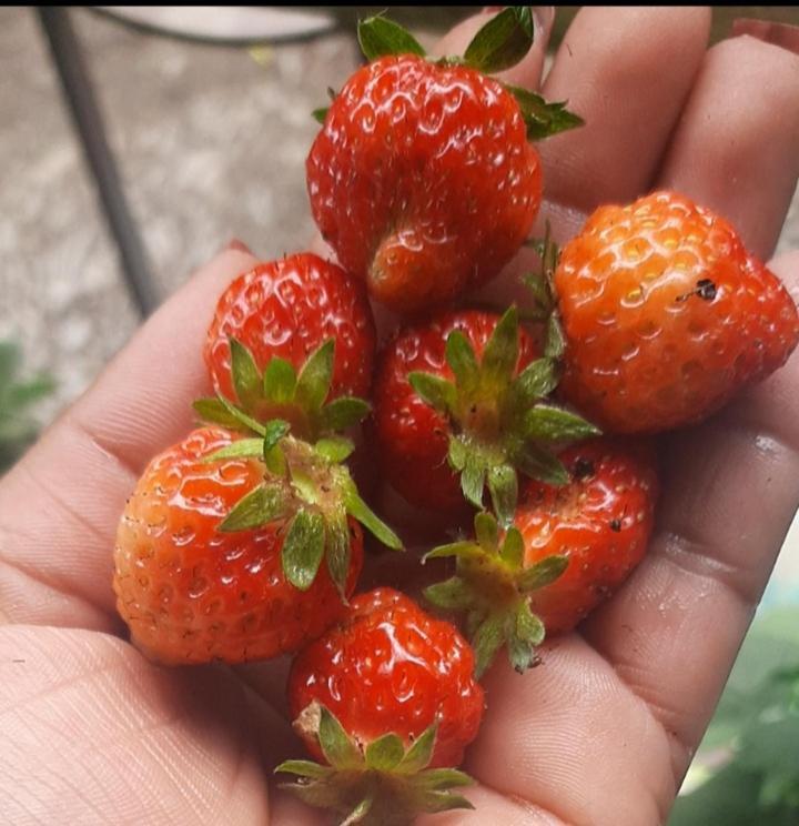 Greenery Homestay Dardżyling Zewnętrze zdjęcie